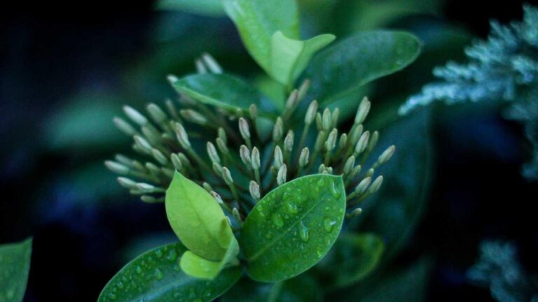 What Information Is Displayed In The 99Exch Member Dashboard?